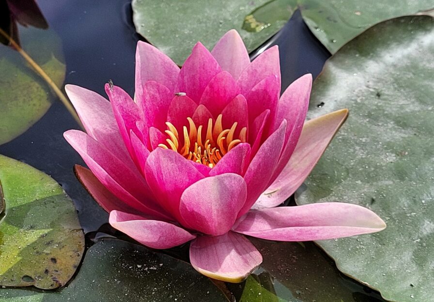 Seerose