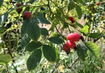 Hagebutten der Heckenrose