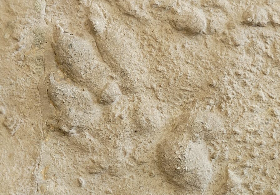 Spur Chirotherium barthii