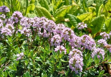 Thymian