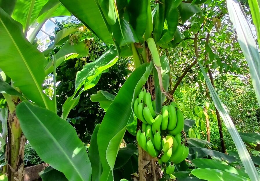 Bananenstaude mit Früchten