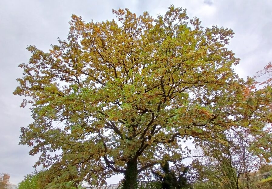 Eiche