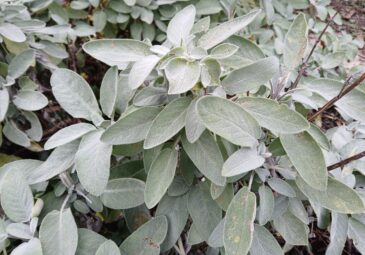 Küchensalbei