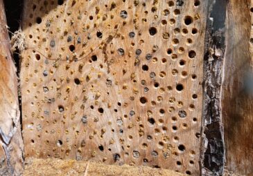 Nisthilfe für Mauerbienen