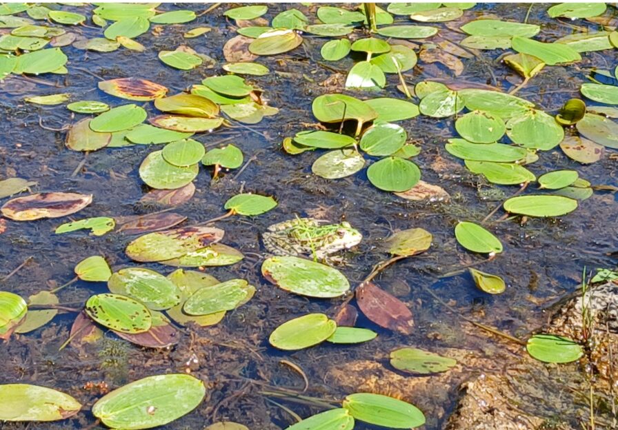 Wasserpflanzen und Teichfrosch