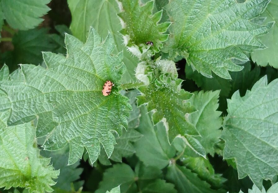 Blüten, Blätter, kleine Tiere