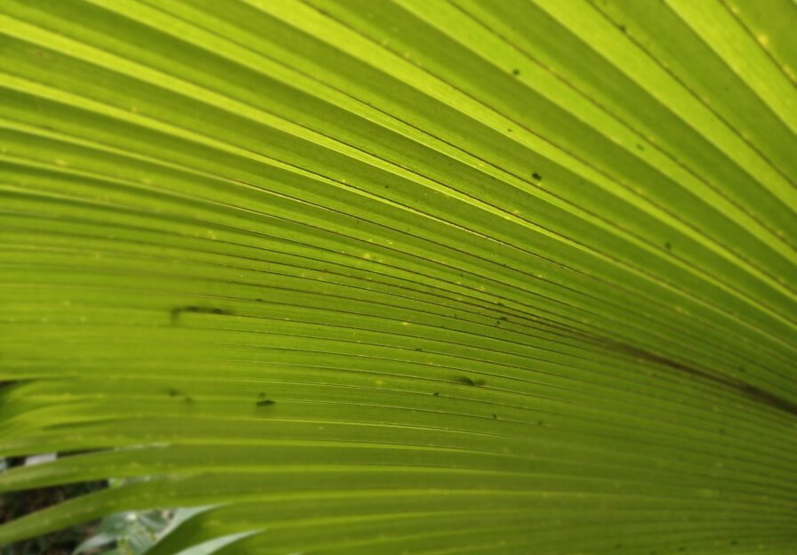 Palmenblatt