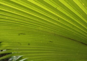 Palmenblatt