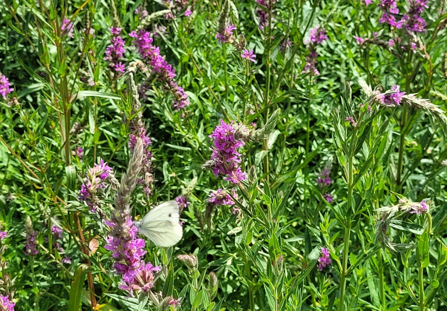 Blutweiderich mit Falter