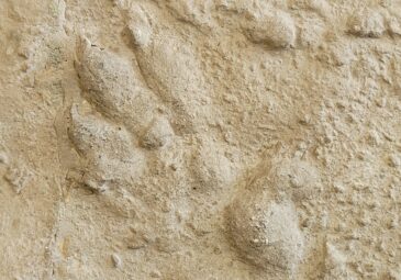 Spur Chirotherium barthii