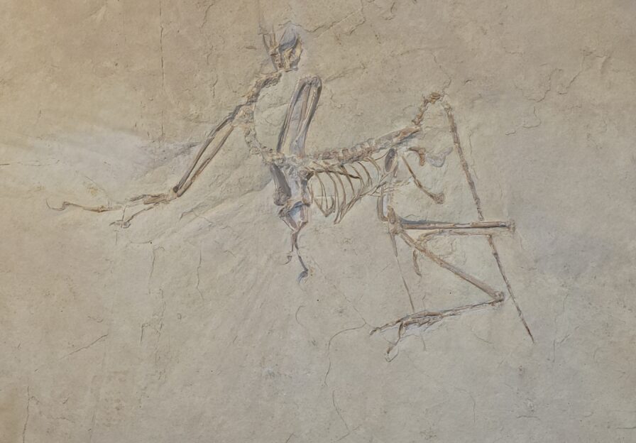 Archeopteryx