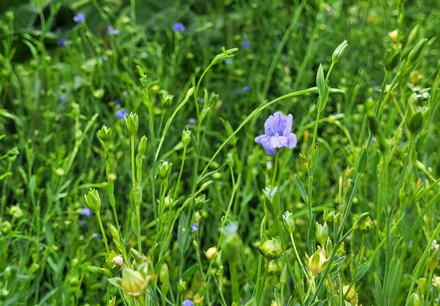Lein mit Blüte