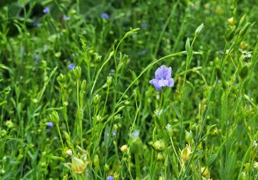 Lein mit Blüte