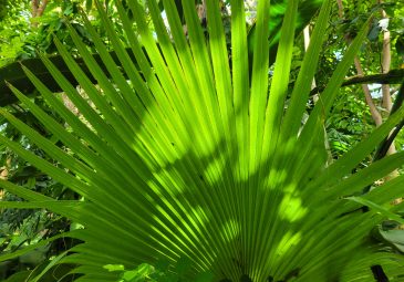 Palmenblatt