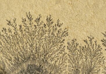 Solnhofener Plattenkalk mit Dendriten