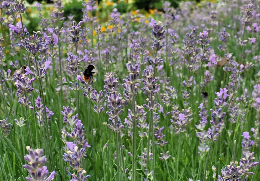 Lavendel