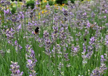 Lavendel
