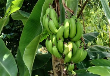Bananen