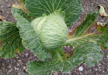 Foto: Wirsing-Kopf in einem Beet