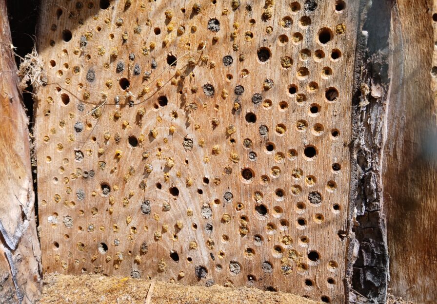 Nisthilfe für Mauerbienen