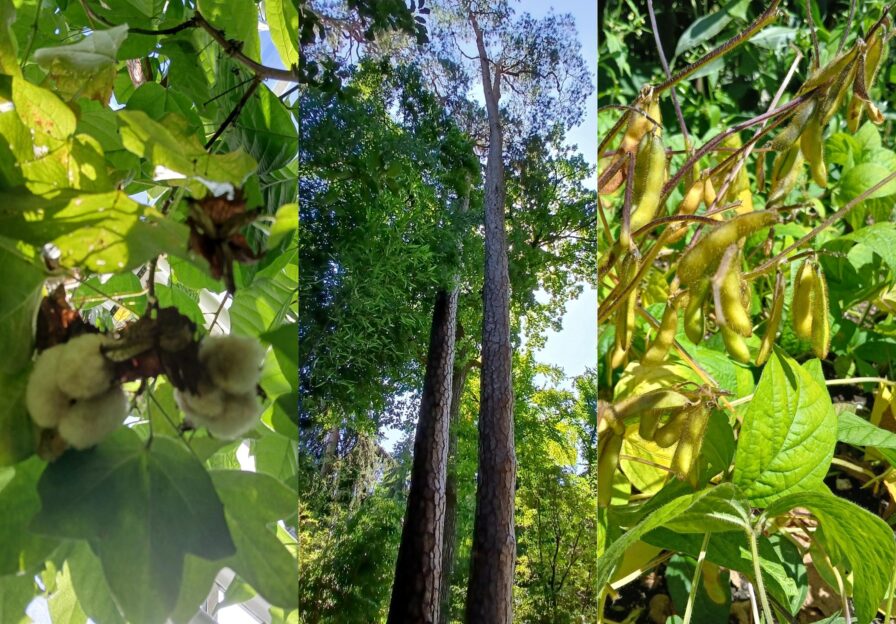 Baumwolle, Waldkiefern und Sojapflanze