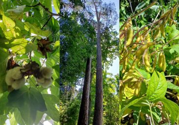 Baumwolle, Waldkiefern und Sojapflanze
