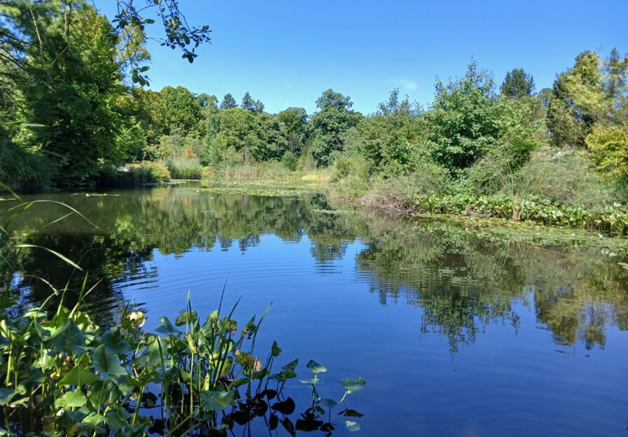Teich mit Schilfgürtel
