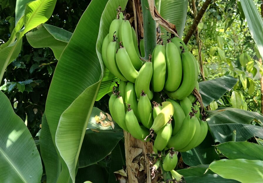 Bananen