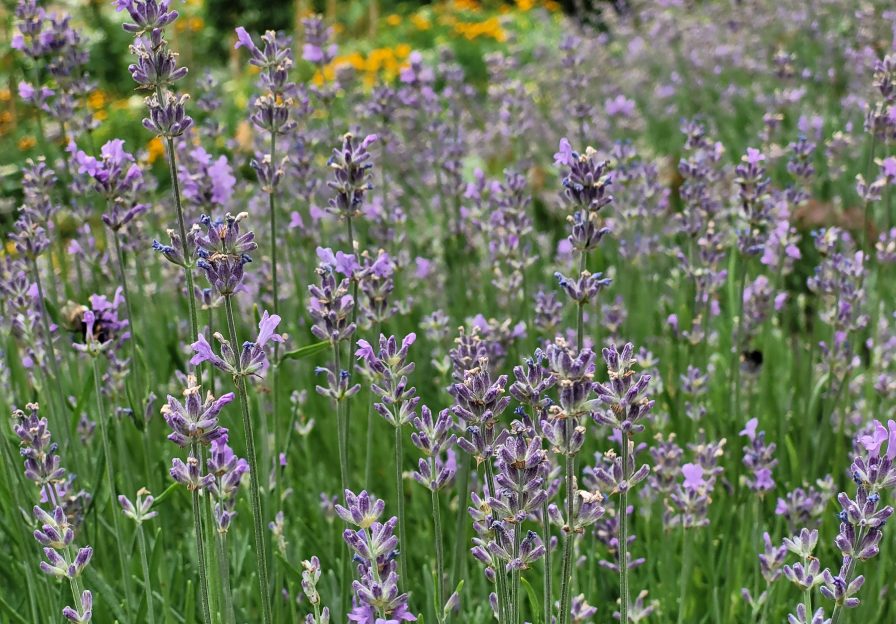 Lavendel