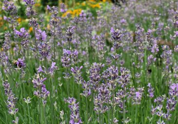 Lavendel