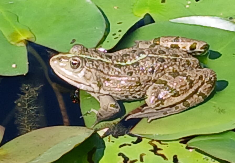 Teichfrosch