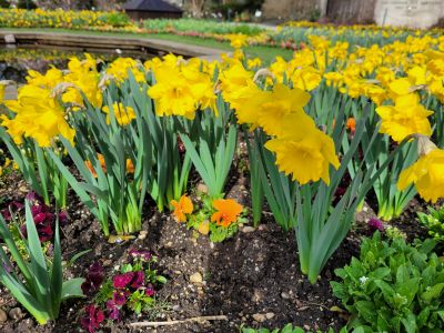 Osterglocken im Schmuckhof des Botanischen Garten München-Nymphenburg © Museumspädagogisches Zentrum München
